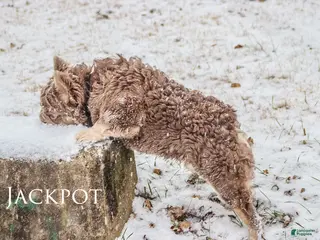 French Bulldog dogs Jackpot - Ad 11