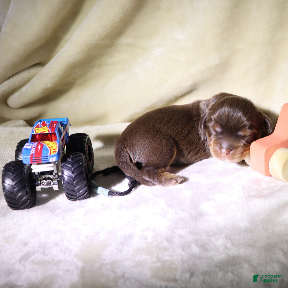King Charles Spaniel dogs Male Puppy Blue - Ad 36