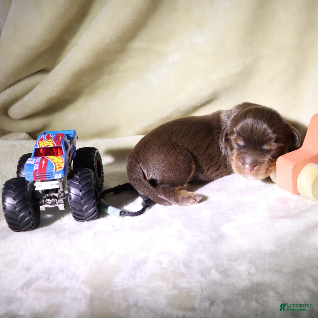 King Charles Spaniel dogs for sale: Male Puppy Blue - Ad 1