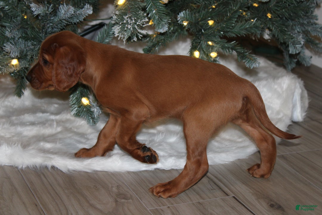 Mixed Breed dogs for sale: gunner - Ad 4