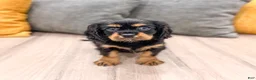Cavalier King Charles Spaniel dogs for sale: Daisy - Ad 1