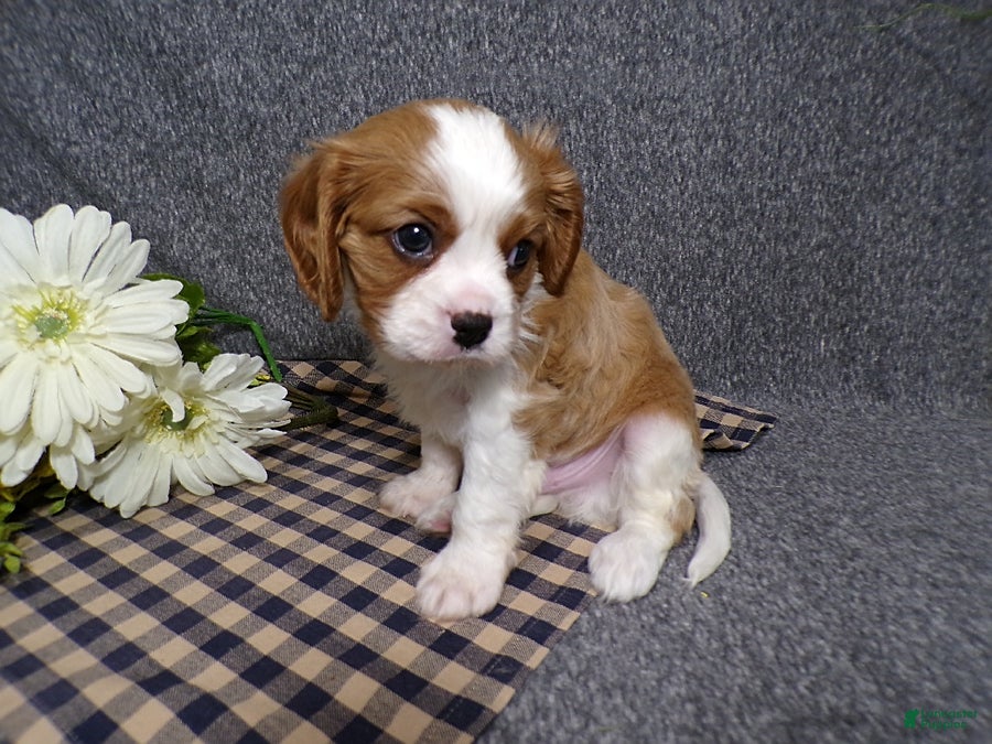 Cavalier King Charles Spaniel dogs Connor - Ad 1