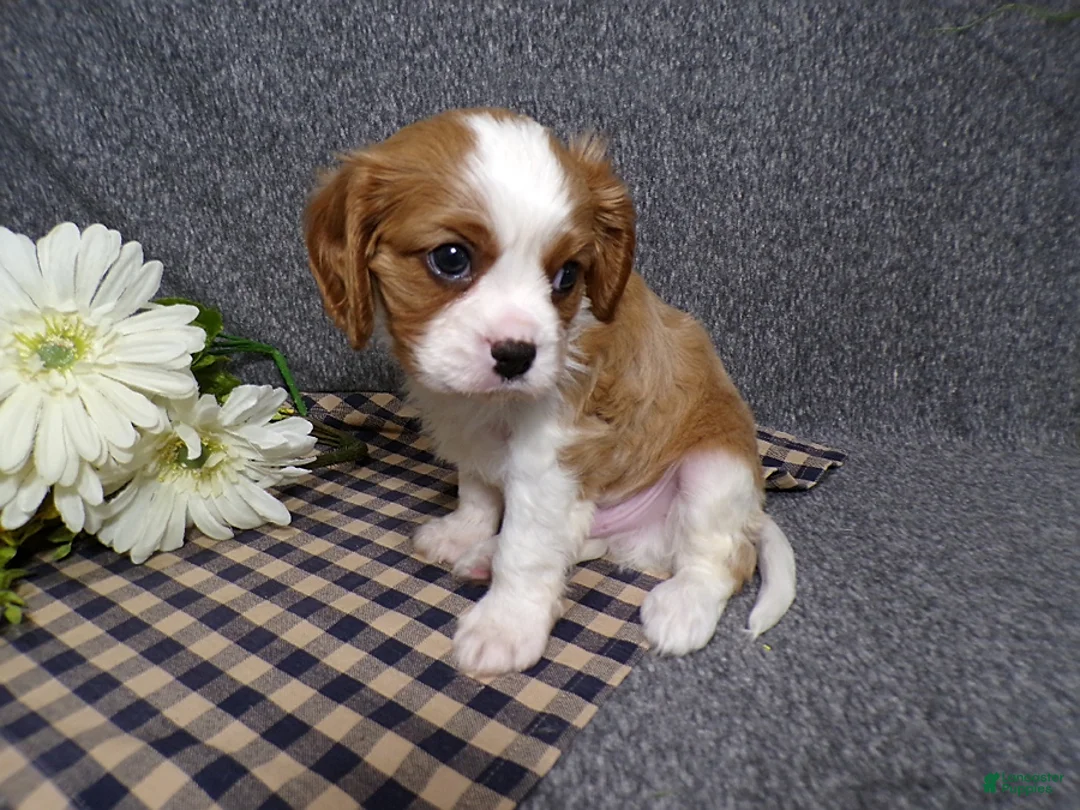 Cavalier King Charles Spaniel dogs for sale: Connor - Ad 1