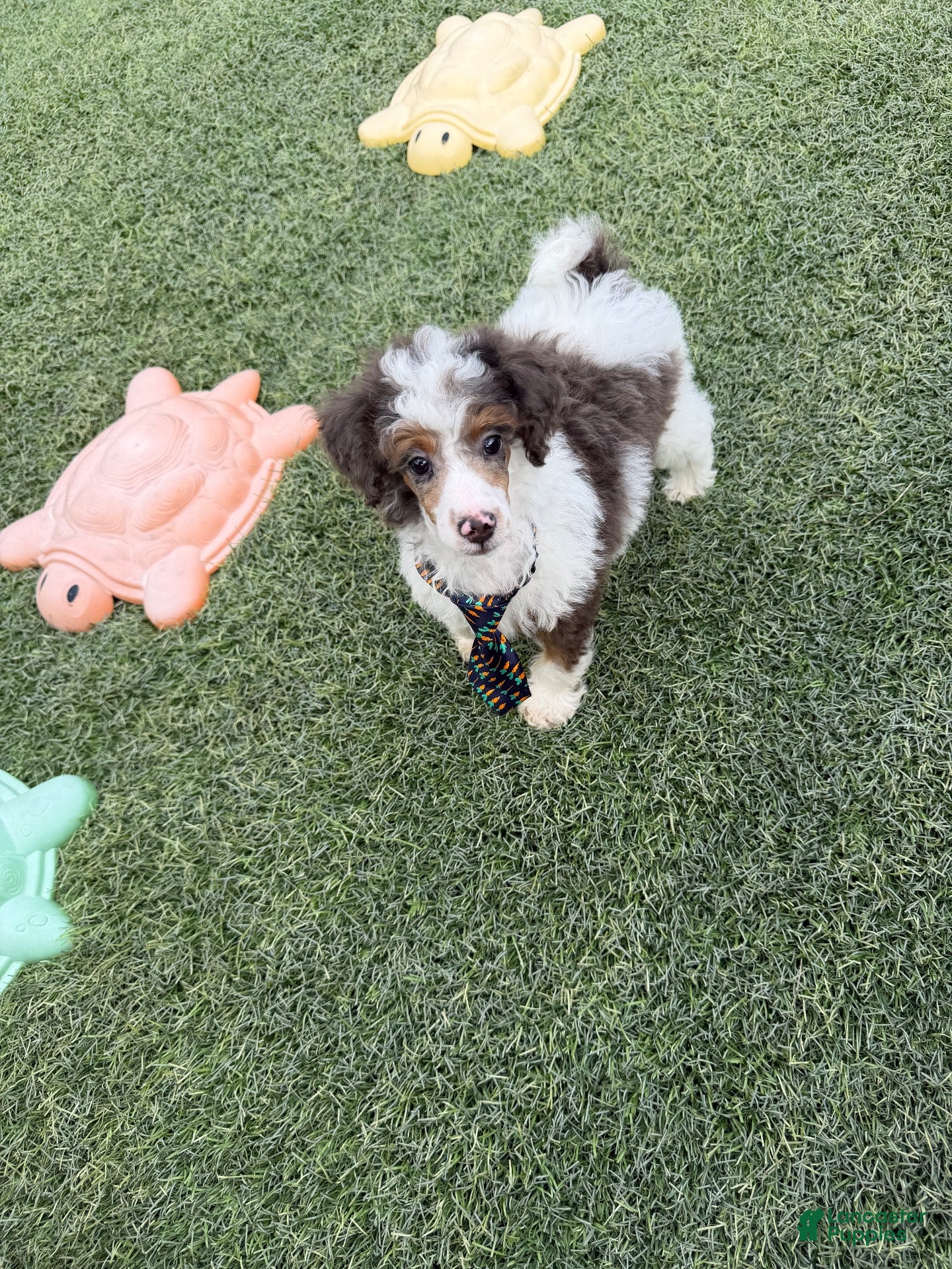 Miniature Poodle dogs Akc Clear 🧬 Tested Blue Merle  Phantom Parti- Bb - Ad 1