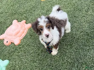 Miniature Poodle dogs Akc Clear 🧬 Tested Blue Merle Phantom Parti- Bb - Ad 1