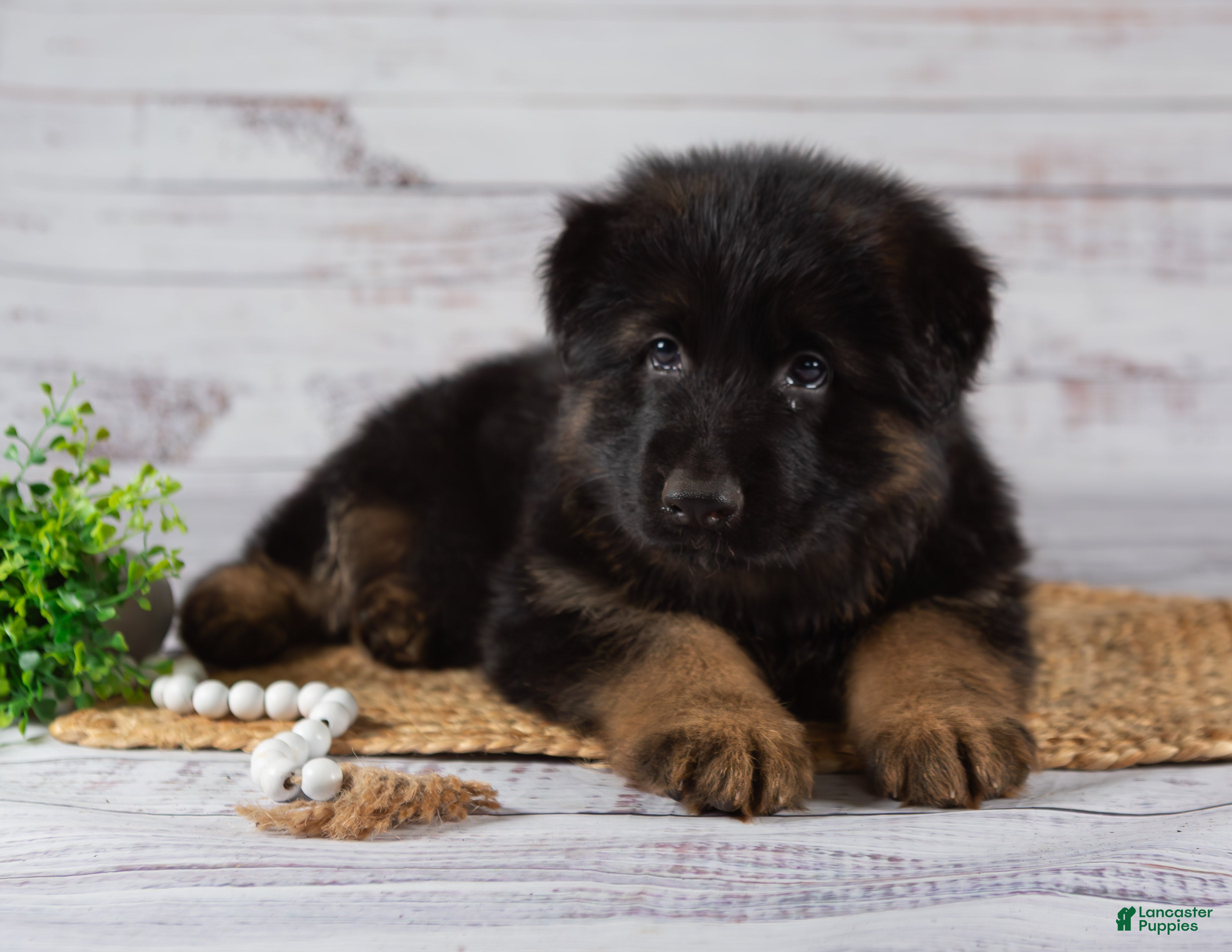Shepherd Puppies Month Old Puppy For Sale Near Me Kolkata