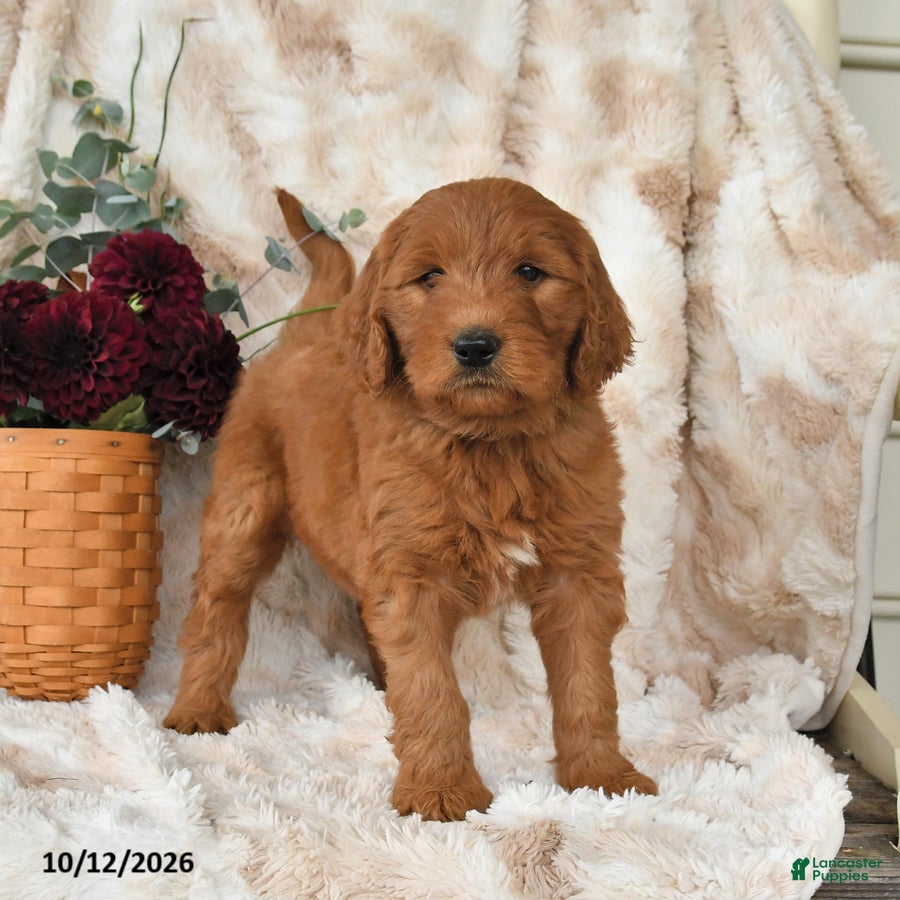 Goldendoodle dogs for sale: Hailey - Ad 2