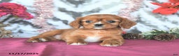 Cavalier King Charles Spaniel dogs for sale: Rover - Ad 3