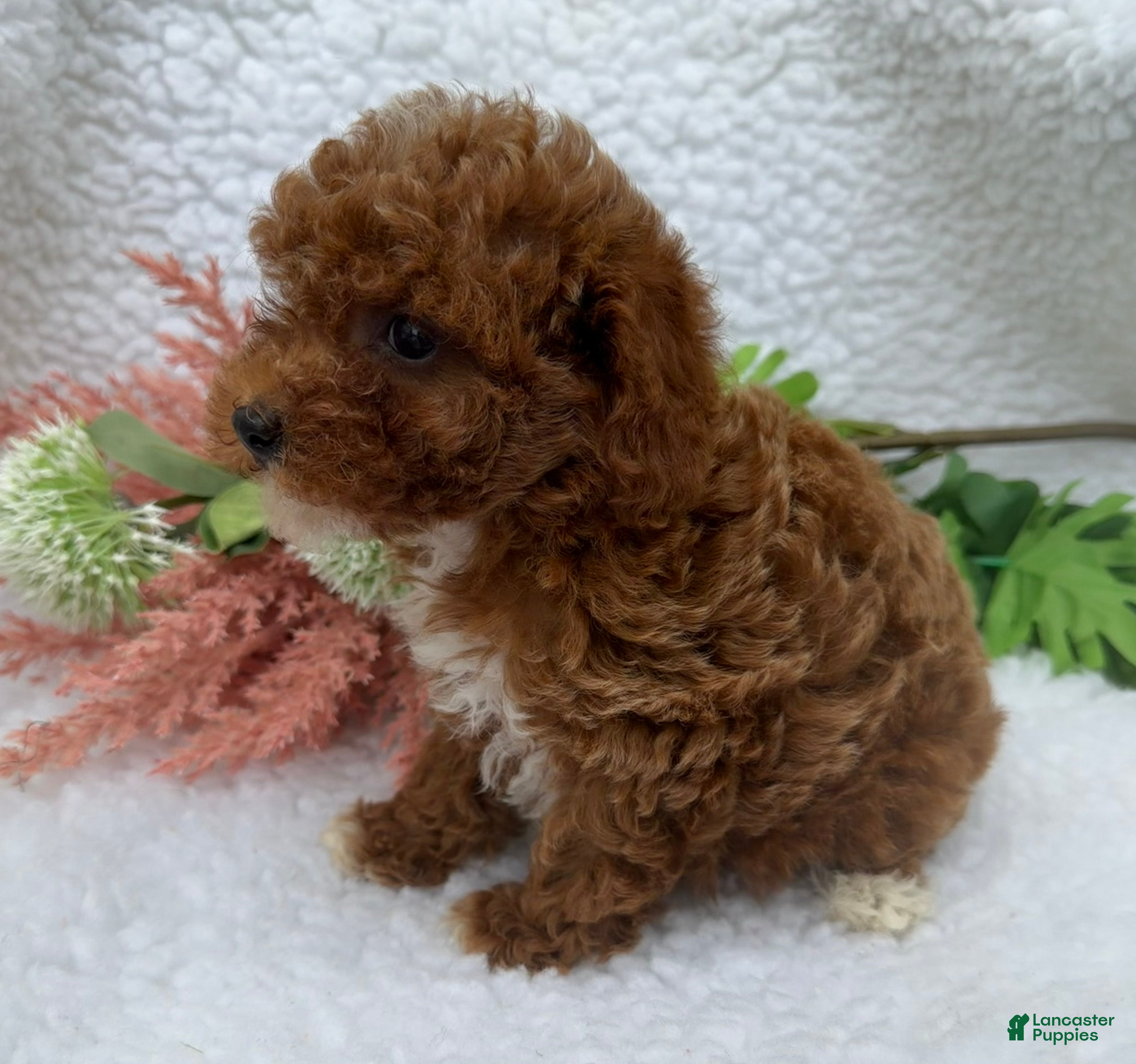 Toy Poodle dogs Zoe - Ad 2