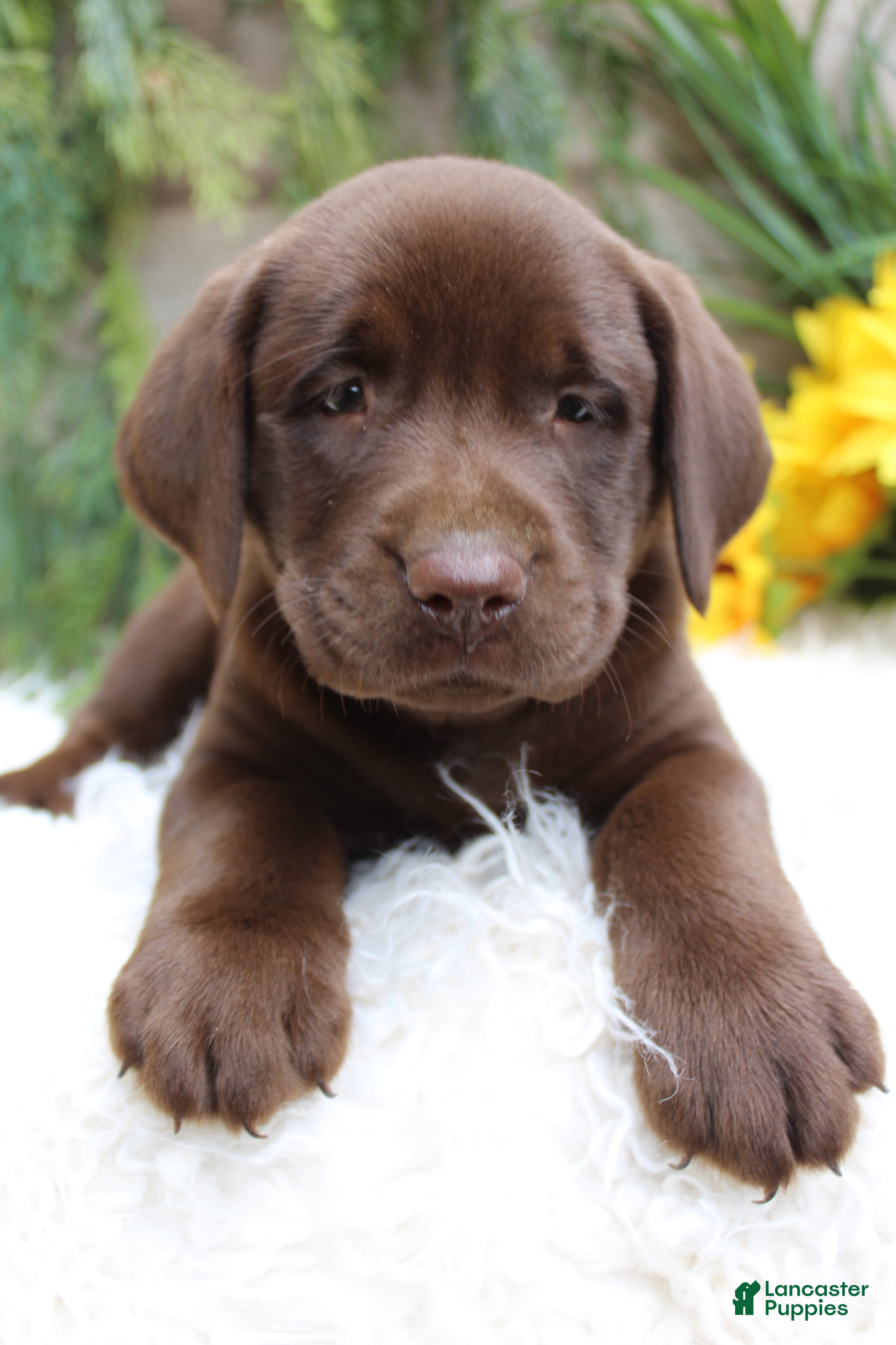 Labrador Retriever dogs for sale: Quincy - Ad 1