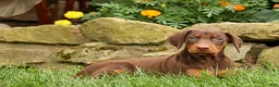 Doberman Pinscher dogs for sale: DIXIE - Ad 6