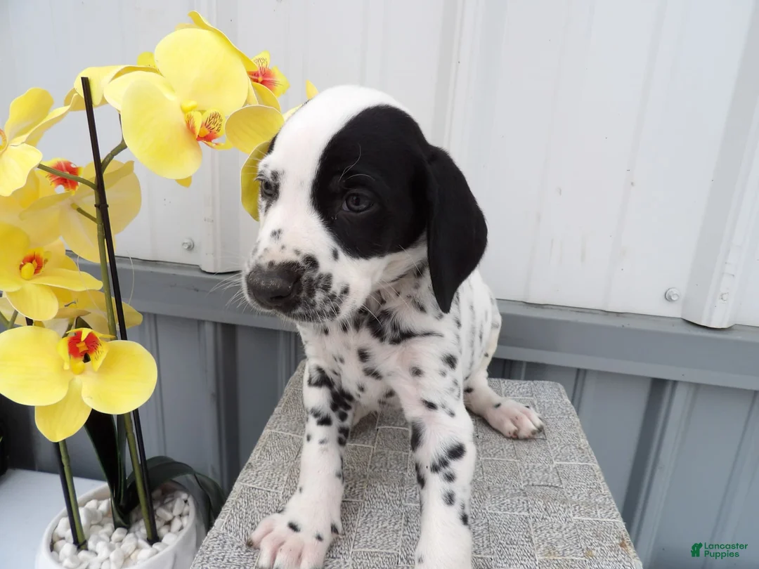 Gallery Image {{count}}