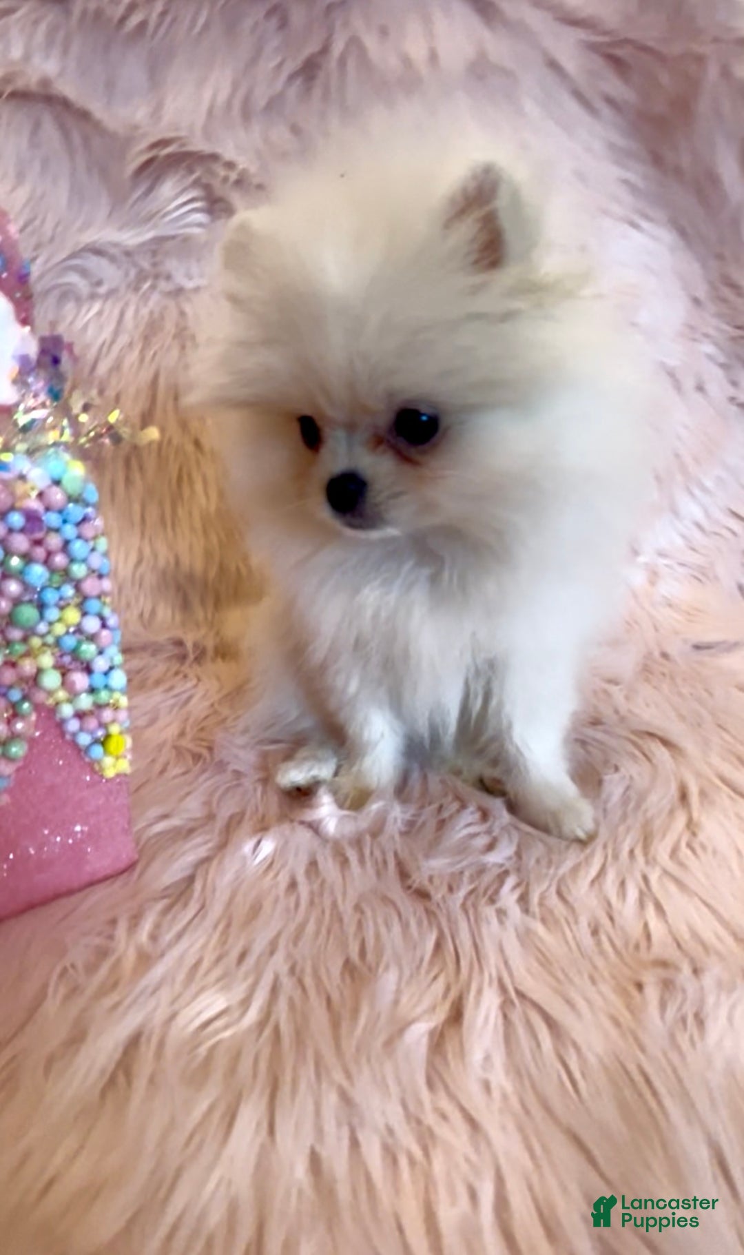 Pomeranian dogs for sale: Lynette AKC Registered full rights  - Ad 18