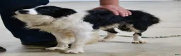 Border Collie dogs for sale: Annie  - Ad 10