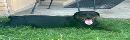 Rottweiler dogs for sale: Rottweiler 1 - Ad 4