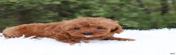 Cavapoo dogs for sale: Mr. Rambo - Ad 3