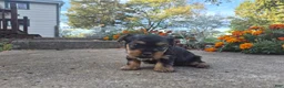 Yorkshire Terrier dogs for sale: Molly - Ad 16
