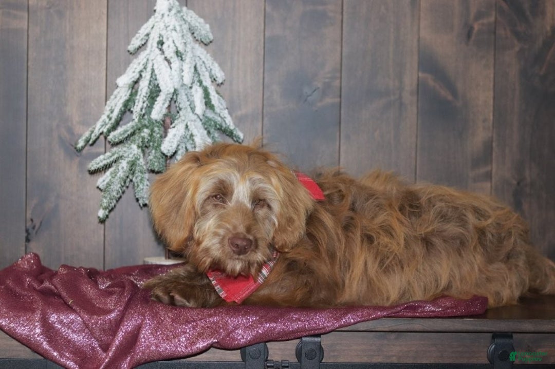 Mini Goldendoodle dogs for sale: Mini Goldendoodle Puppy 1 - Ad 8