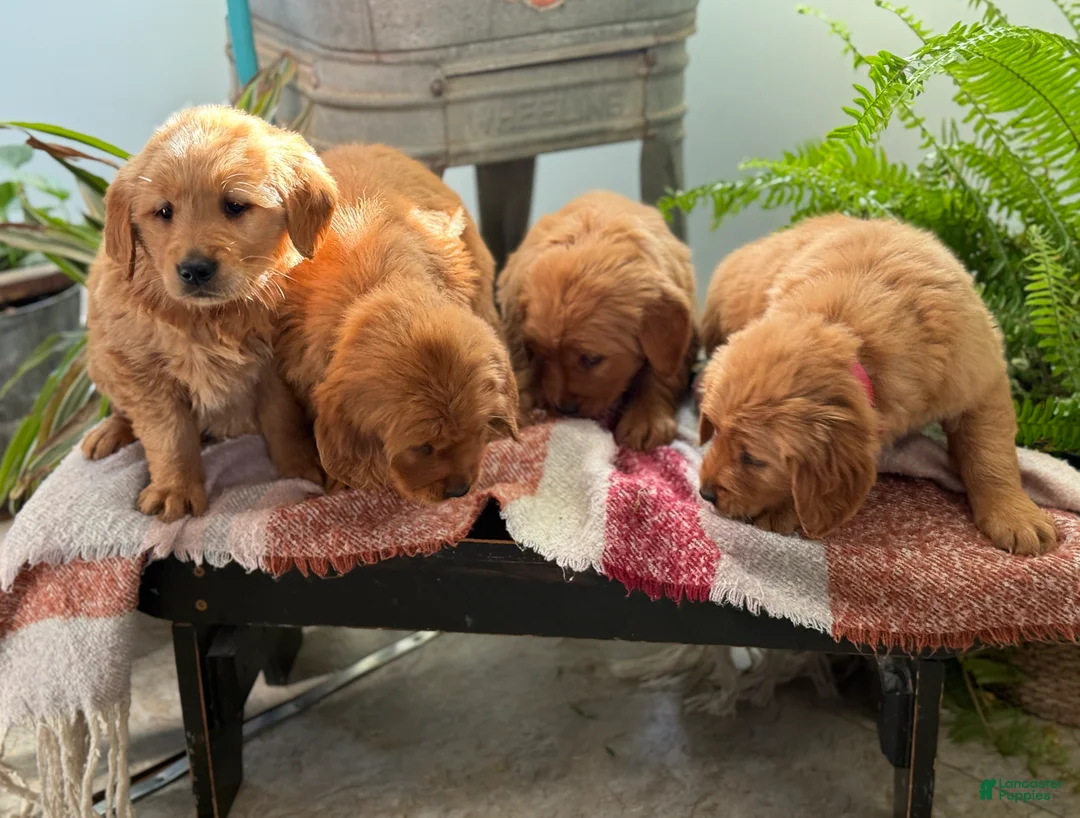 Golden Retriever dogs for sale: Ruby - Ad 15
