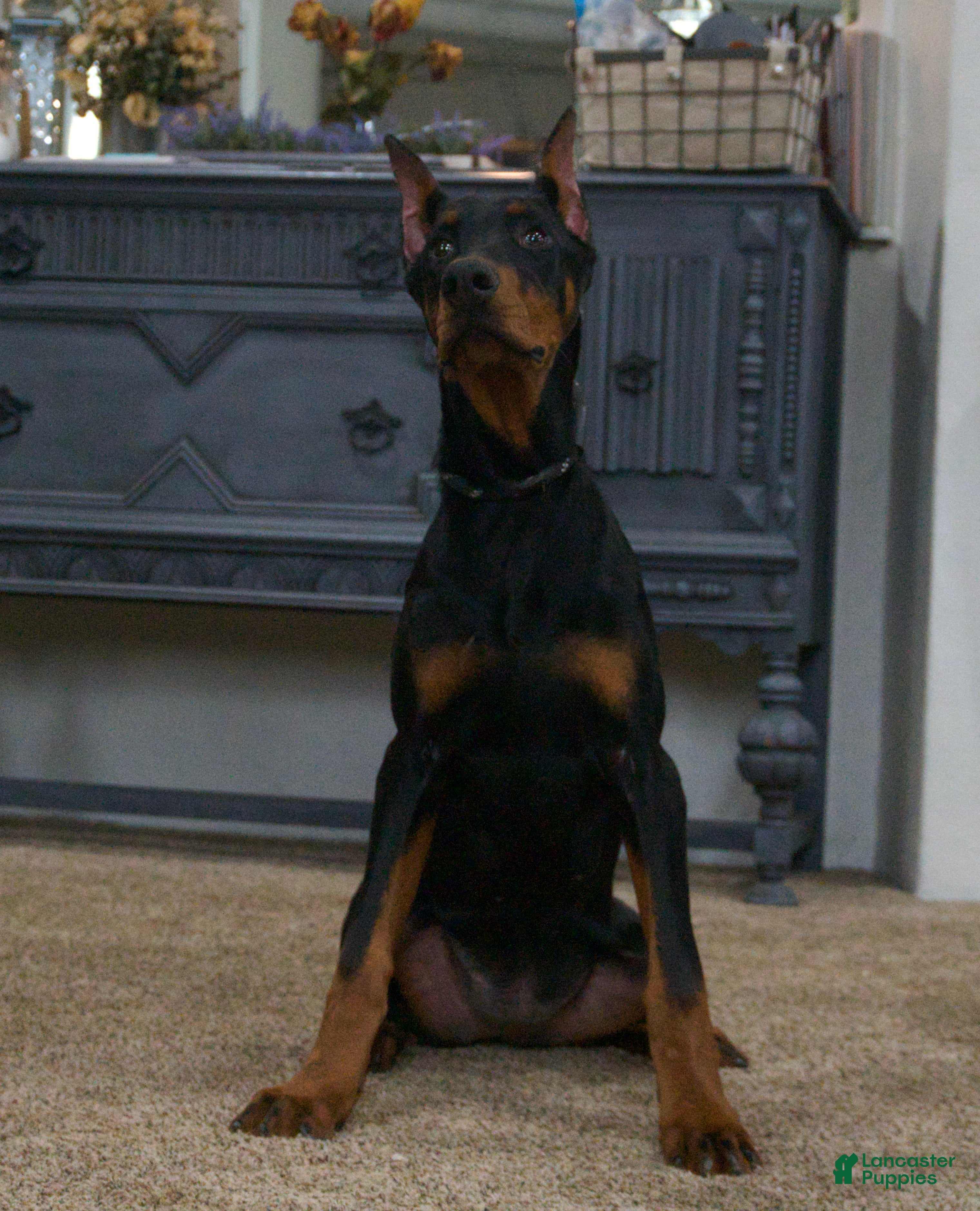 Doberman Pinscher dogs Natasha AKC European Doberman HUGE! - Ad 1
