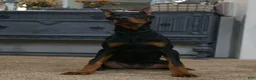 Doberman Pinscher dogs for sale: Natasha AKC European Doberman HUGE! - Ad 1