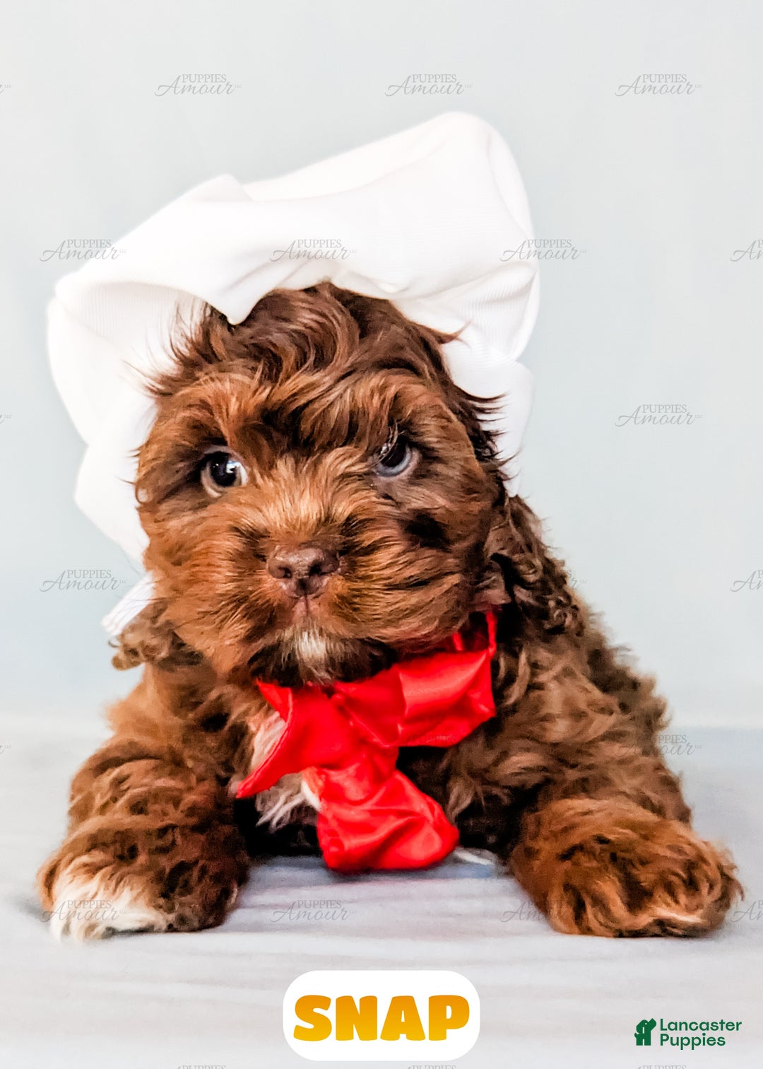 Cockapoo dogs for sale: Snap - Ad 5