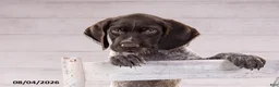 Mixed Breed dogs for sale: Riley - Ad 3