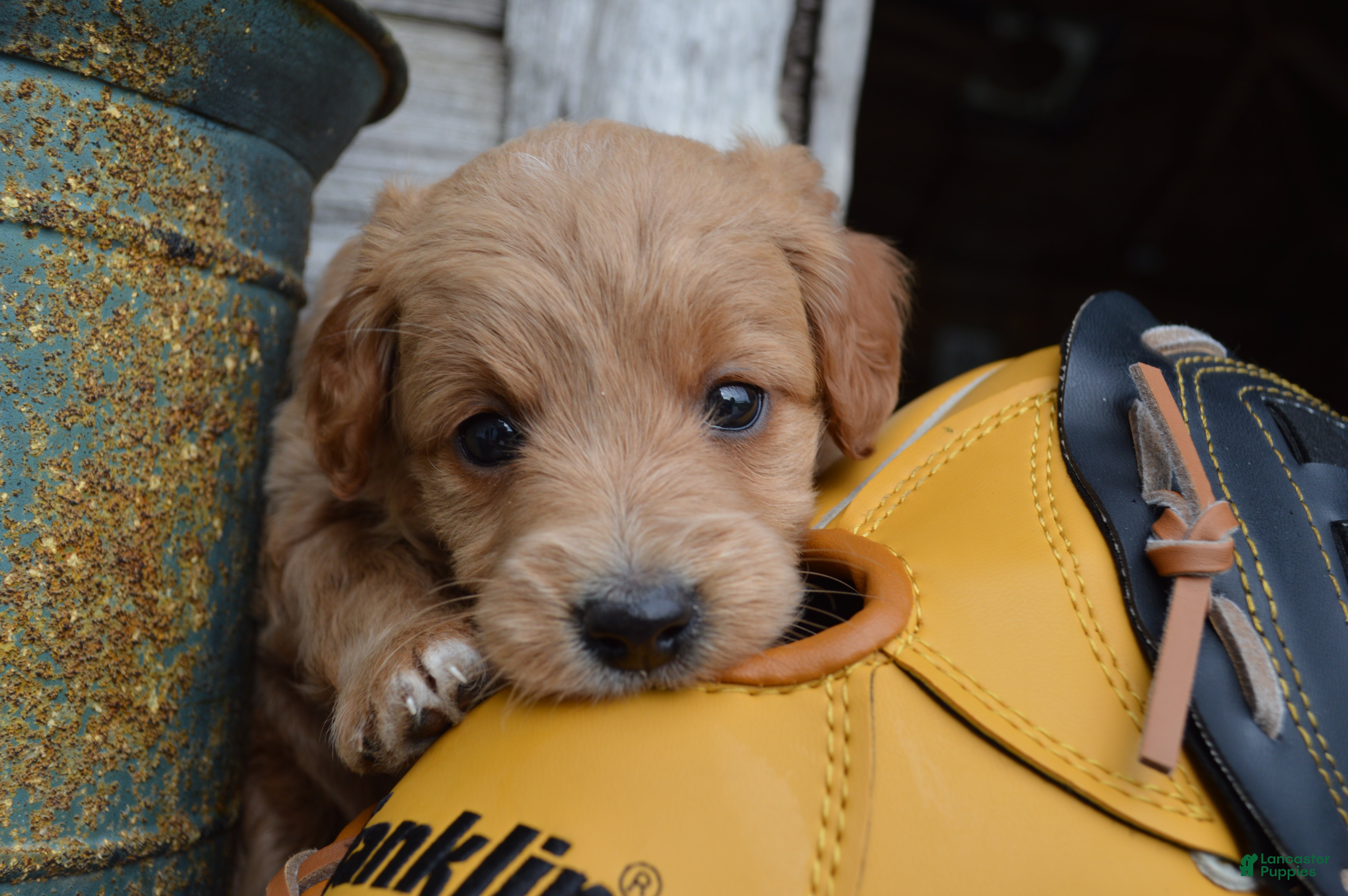Mini Goldendoodle dogs Midge - Ad 2