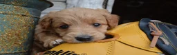 Mini Goldendoodle dogs for sale: Midge - Ad 9