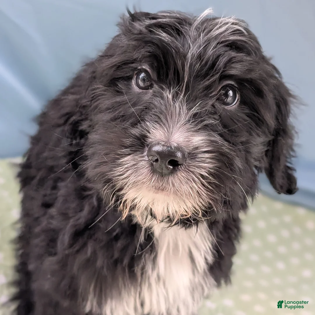 Mixed Breed dogs for sale: Bad Bunny - Ad 7