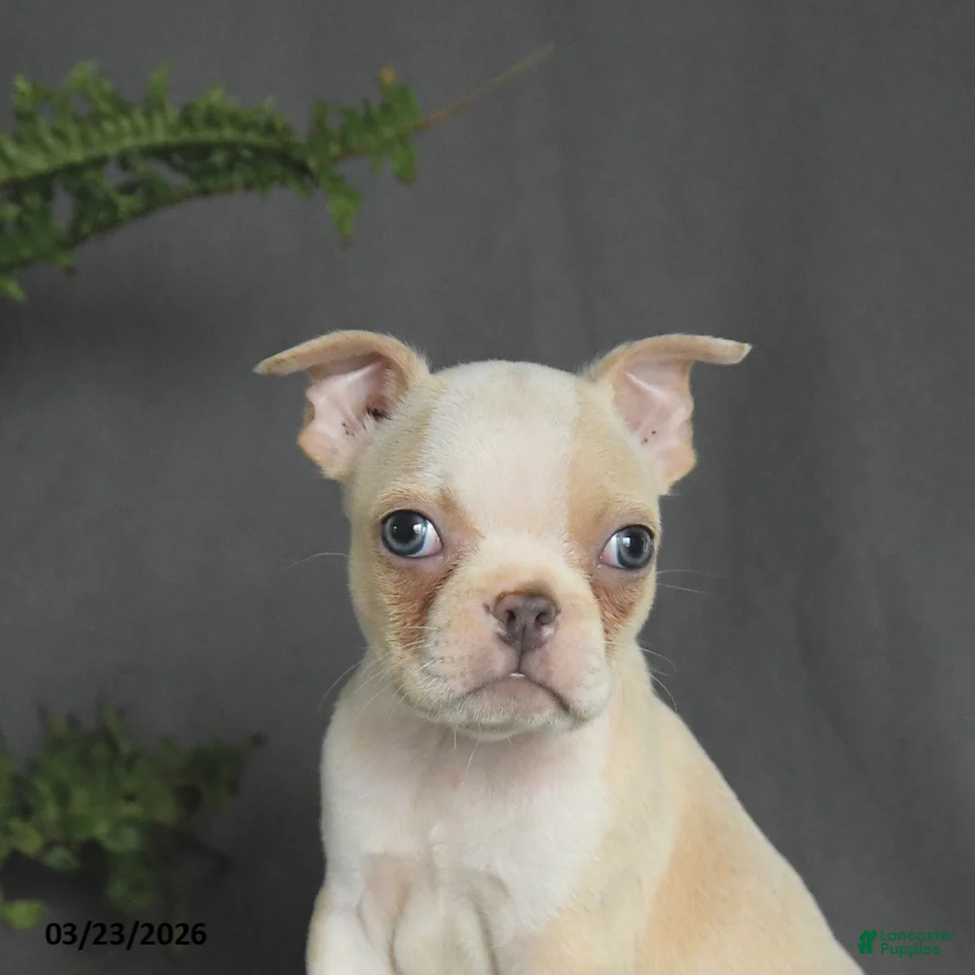 Boston Terrier dogs for sale: Cody - Ad 5