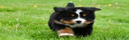 Bernese Mountain Dog dogs for sale: Rick - Ad 4