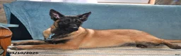 Belgian Malinois dogs for sale: Ivy - Ad 4