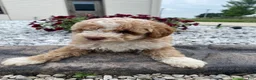Miniature Poodle dogs for sale: Lincoln - Ad 10