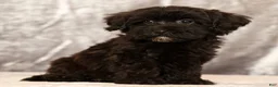 Havapoo dogs for sale: Rayna - Ad 3
