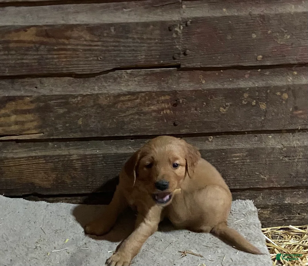 Golden Retriever dogs for sale: Golden Retriever 1 (Red) - Ad 1