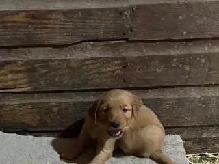 Golden Retriever dogs Golden Retriever 1 (Red) - Ad 1