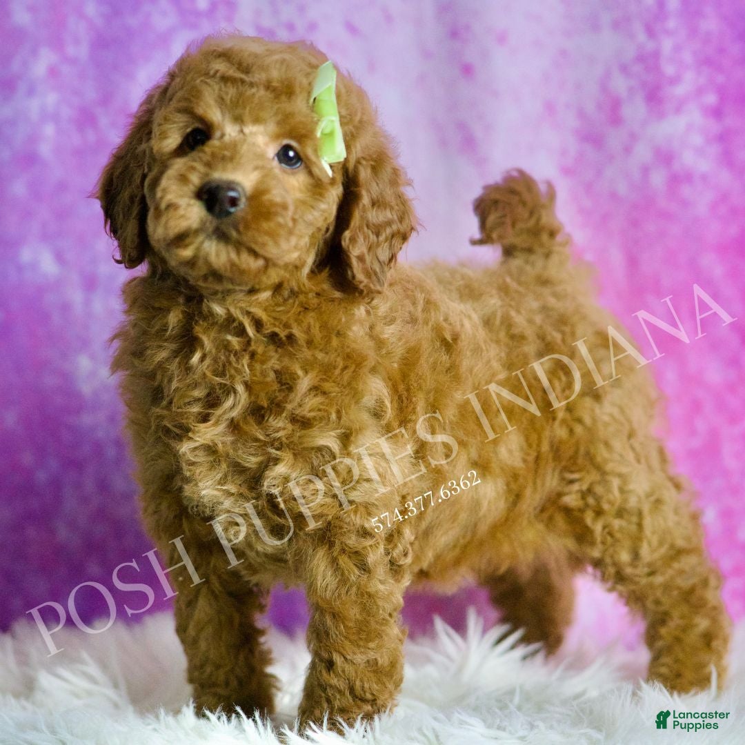 Mini Goldendoodle dogs Rodger - Ad 40