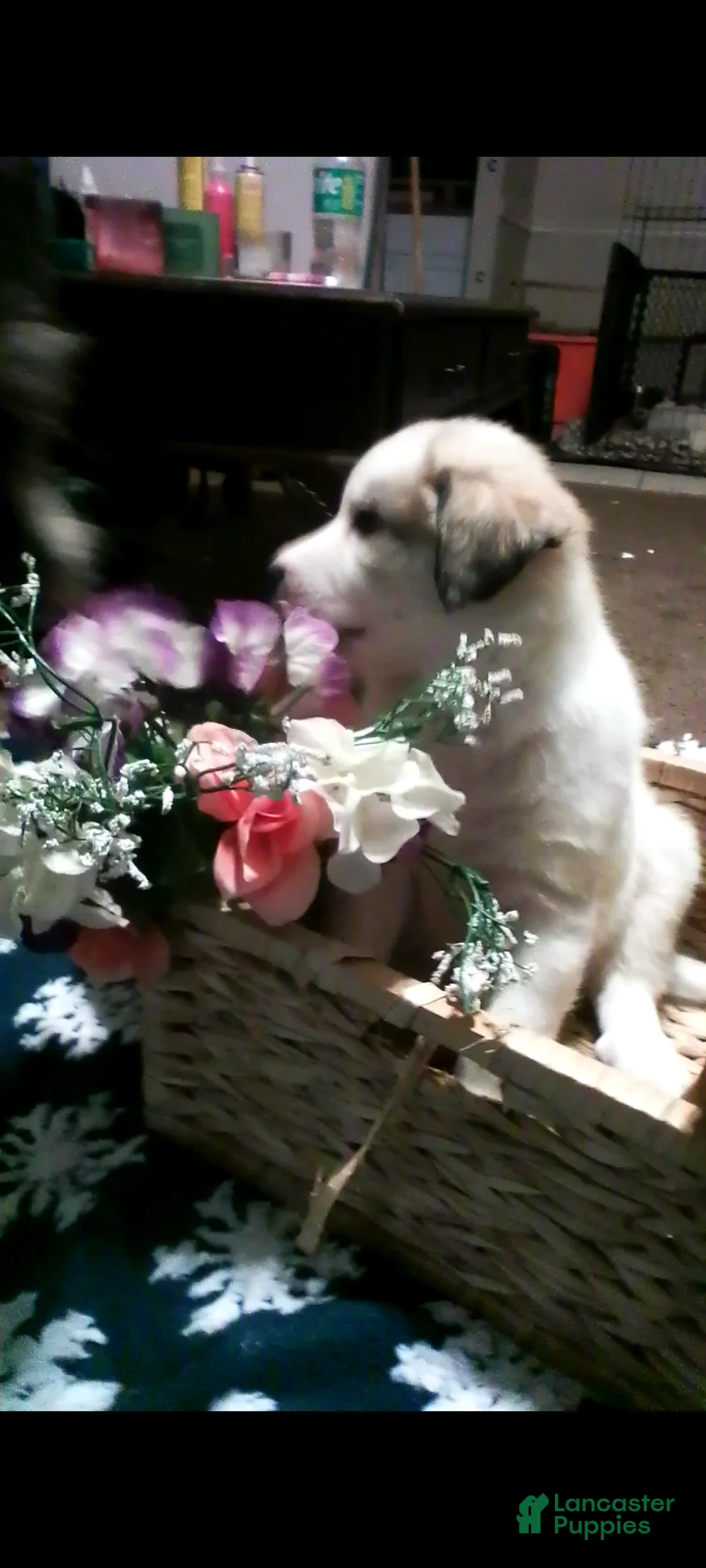 Mixed Breed dogs for sale: Buddy Boy  - Ad 3