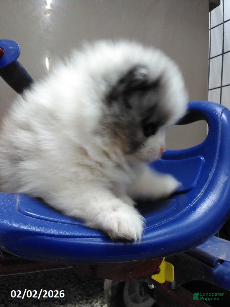 Pomeranian dogs Maize - Ad 2