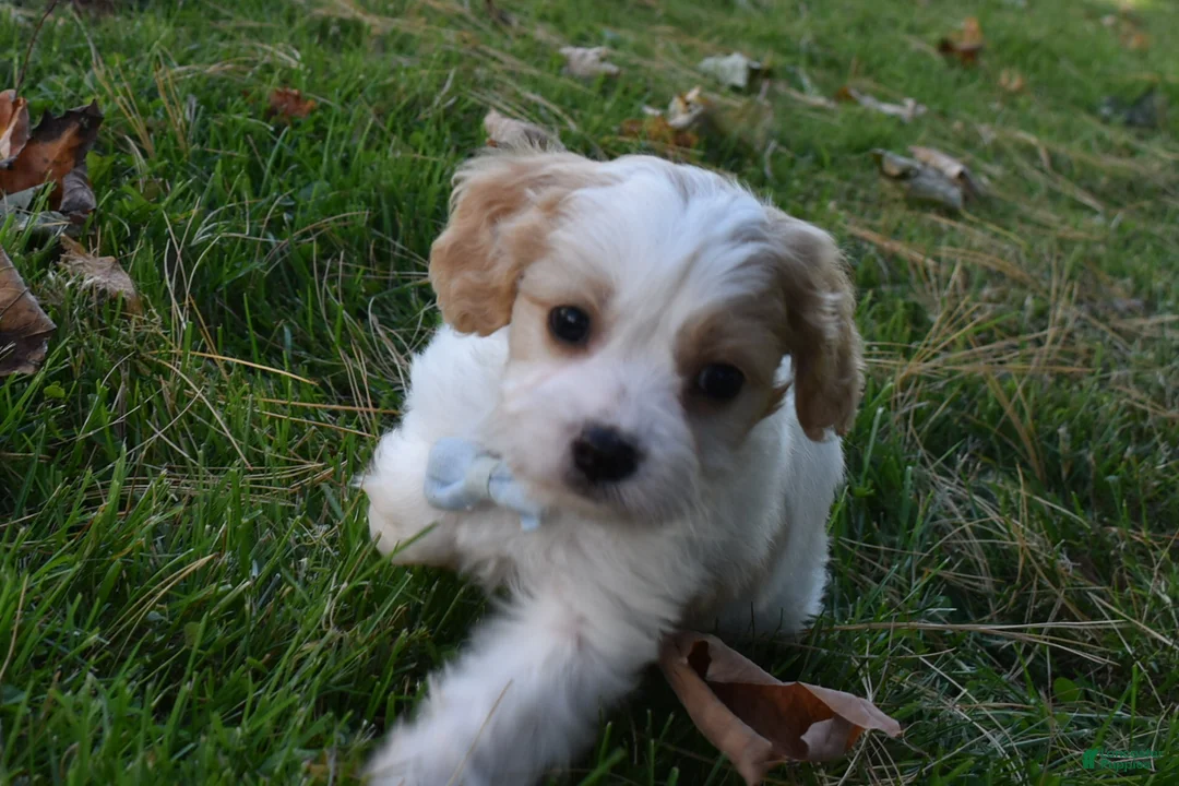 Cavachon dogs for sale: Carter - Ad 2
