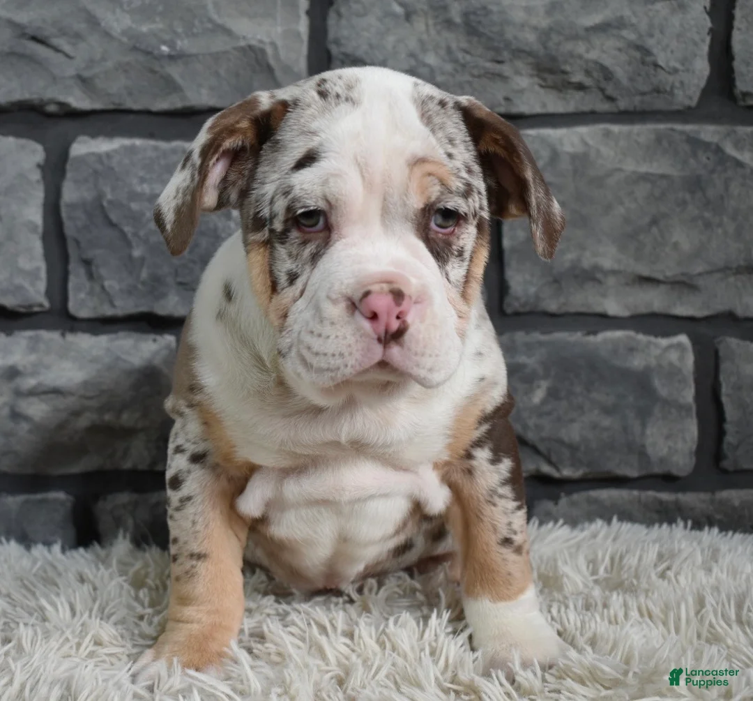 Mixed Breed dogs for sale: Bailey  - Ad 3