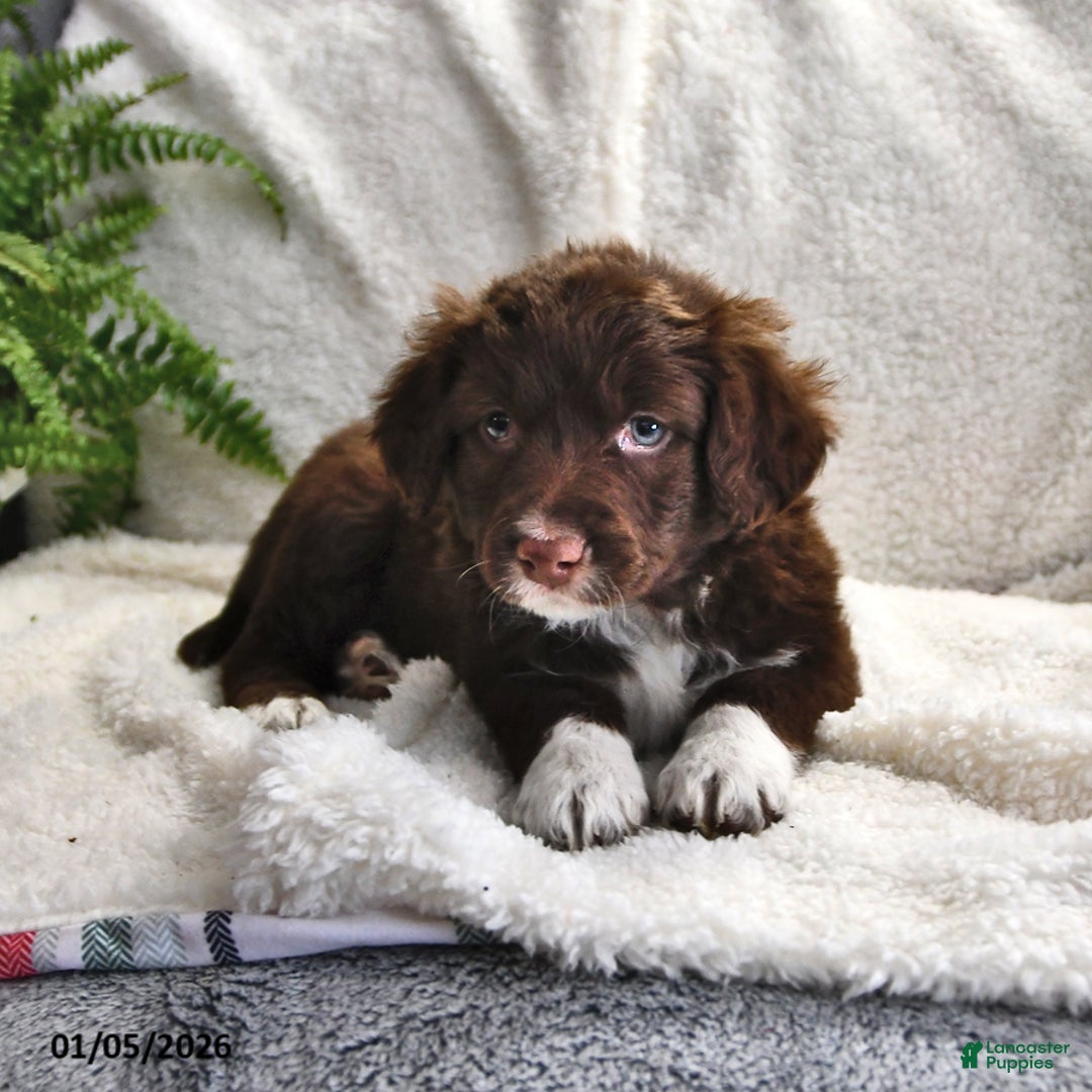 Portuguese Water Dog dogs for sale: Dusky - Ad 8