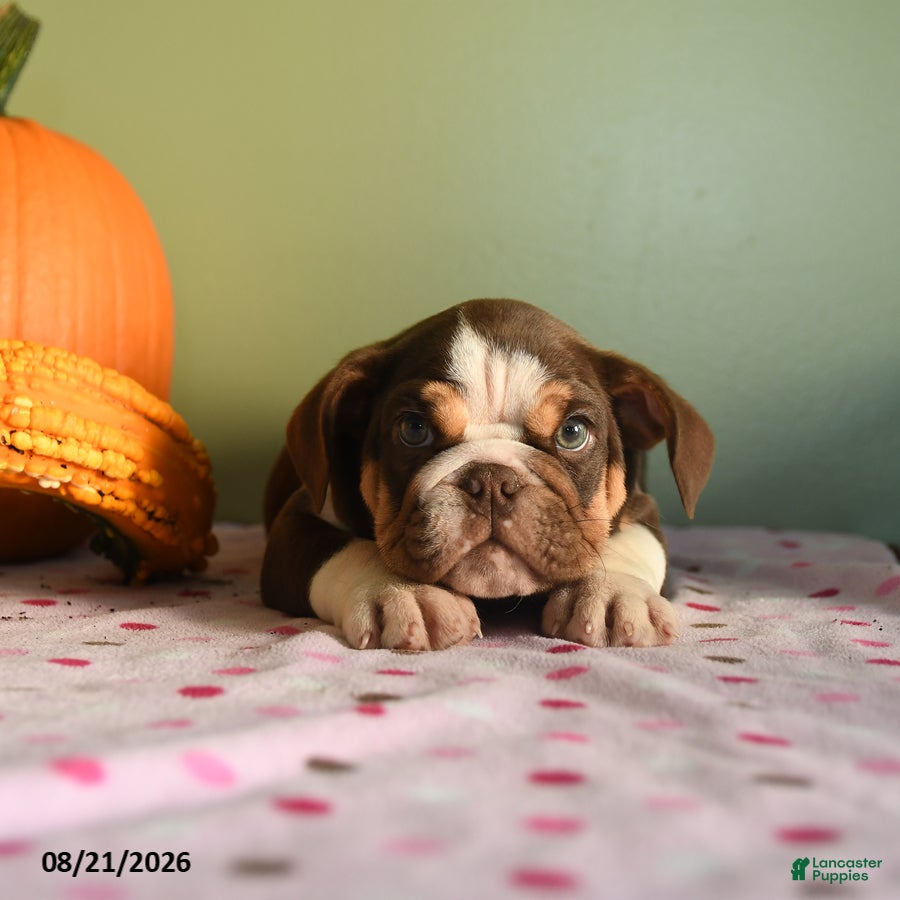 English Bulldog dogs Christopher - Ad 2