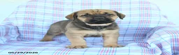 Cane Corso dogs for sale: Seth - Ad 1