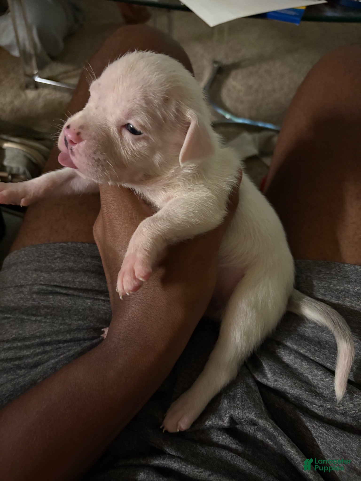 American Bully dogs American Bully 6 - Ad 30