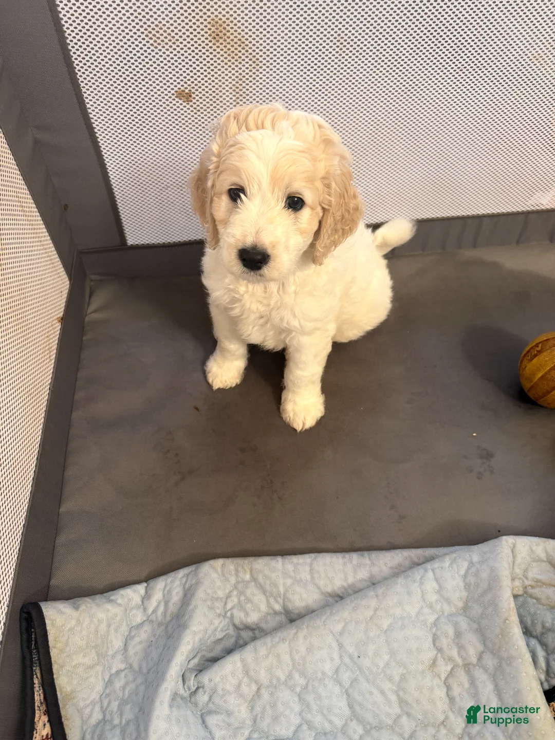 Mixed Breed dogs for sale: Romulus - Ad 2