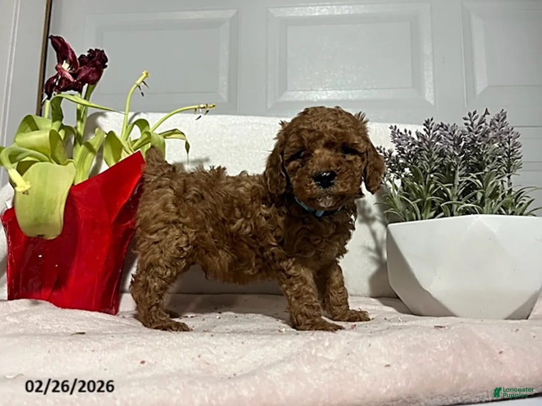 Miniature Poodle dogs for sale: Buster - Ad 3