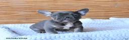 French Bulldog dogs for sale: Holly - Ad 4