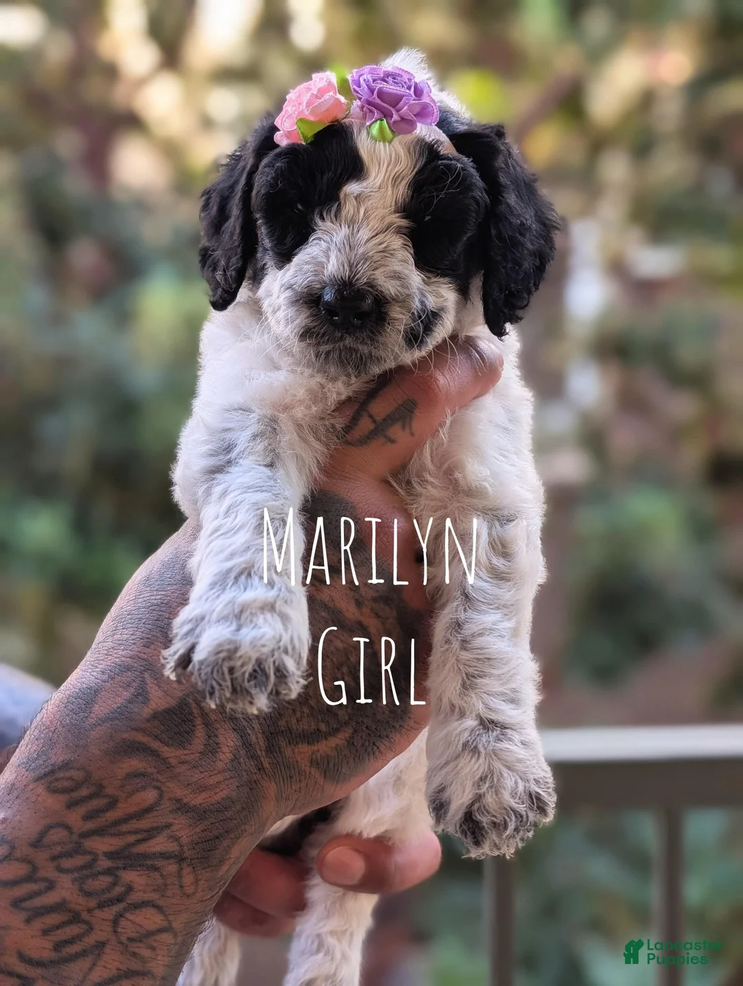 Mixed Breed dogs for sale: MARILYN  - Ad 1